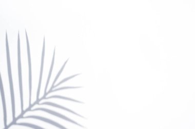 Palmiye yapraklı doğal malzemelerdeki moda kavram beyaz arka planda gölge bırakır. Gün ışığında sunum. Doğal bulanık gölge. Metin veya reklam için yaz güneşi ışığı soyut arkaplan.