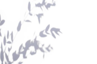 Doğal malzemelerde beyaz arka planda bitki gölgesi olan moda bir kavram. Gün ışığında sunum. Doğal bulanık gölge. Bitkiden yaz güneşi ışığı. Metin veya reklam için soyut güzel arkaplan.