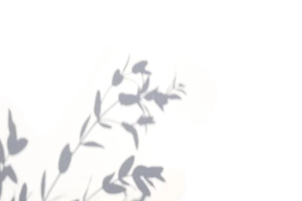 白を背景に植物の影を持つ天然素材のトレンドコンセプト 昼とのプレゼンテーション 自然なぼやけた日陰 ハーブから夏の日差し 要約テキストや広告のための美しい背景 — ストック写真