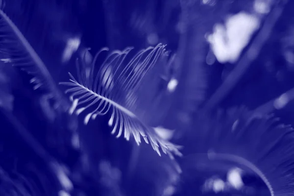Close Beautiful Fresh Purple Background Palm Leaves Plant Blurred Gentle — Stock Photo, Image