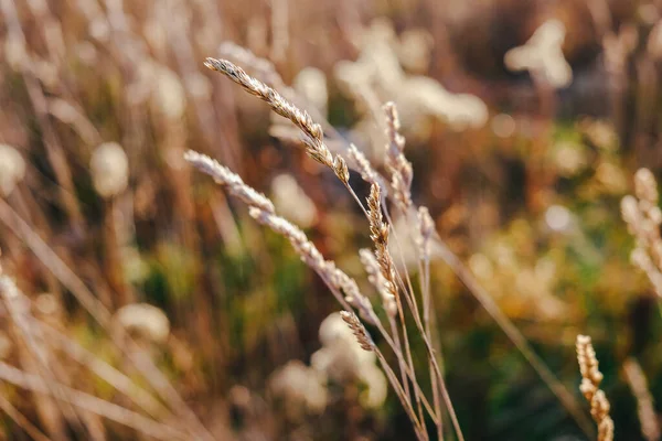 Abstract Nature Blurred Background Field Dried Ears Grass Soft Focus — Stock Photo, Image