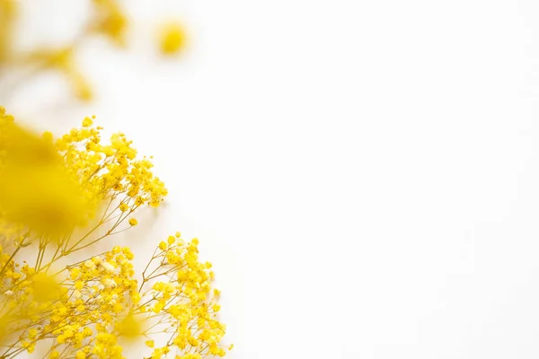 Koncepcja Trendu Naturalnych Materiałach Żółtą Rośliną Białym Tle Prezentacja Świetle — Zdjęcie stockowe