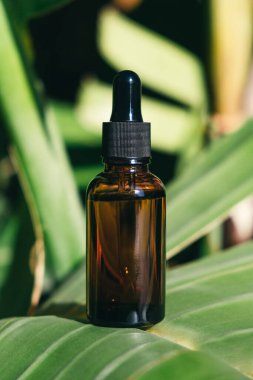 Yeşil palmiye yapraklarının arka planında damlatan pipeti olan kehribar cam şişeler. Cilt kozmetiği serumla ya da gerekli yağla. Yüz bakımı için güzellik konsepti.