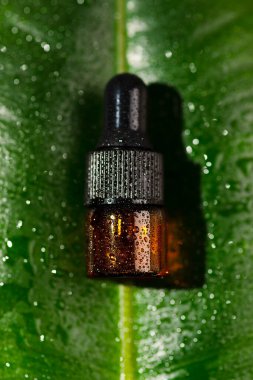 Kehribar, damlatan pipetle serumlu cam şişe ya da yeşil yapraklı ve su damlacıklı gerekli yağ. Biyo cilt bakımı kozmetiği. Yüz bakımı için güzellik konsepti. Doğal organik kozmetoloji