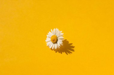 Sarı arka planda beyaz yapraklı papatya tomurcuğu. Merkezde güneş ışığında güzel bir gölgeyle çiçek. Aromaterapi ve kozmetik için bitkisel malzemeler.