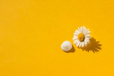 Sarı arka planda beyaz kremalı papatya tomurcuğu. Güzel bir gölgesi olan gün ışığında bir çiçek. Aromaterapi ve kozmetik için bitkisel malzemeler.