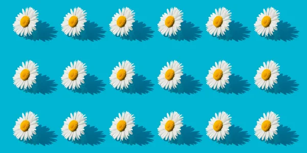 Chamomile Buds White Petals Isolated Blue Background Flowers Sunlight Beautiful — Photo