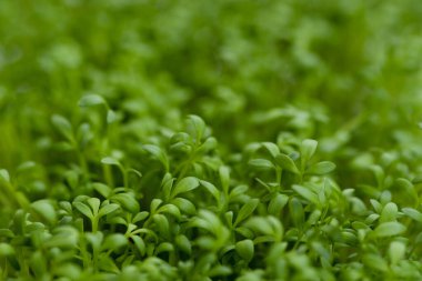 Green fresh leaves of cress salad, watercress microgreens close up with soft focus. Homegrown herbs. Healthy nutritious super food concept