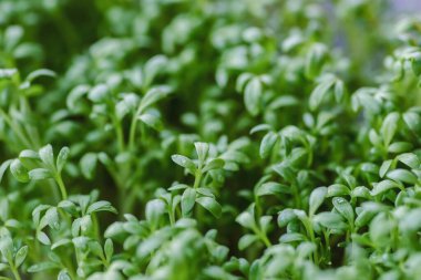 Taze taze tereli salata ile su damlaları, su teresi mikroyeşillikleri yumuşak odak ile kapanır. Ev yapımı otlar. Sağlıklı besleyici süper gıda konsepti