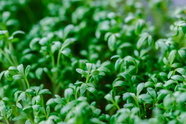 Taze taze tereli salata ile su damlaları, su teresi mikroyeşillikleri yumuşak odak ile kapanır. Ev yapımı otlar. Sağlıklı besleyici süper gıda konsepti