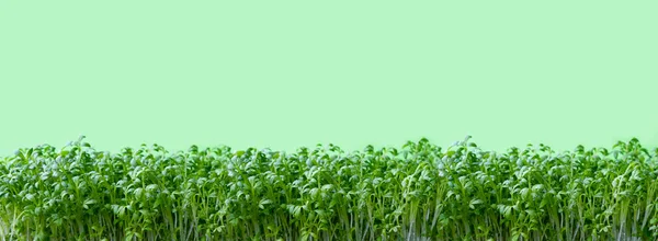 緑の新鮮な葉のクレスサラダ 柔らかい焦点で閉じるウォータースマイクログリーン 自家栽培のハーブ 健康的な栄養価の高いスーパーフードコンセプト — ストック写真