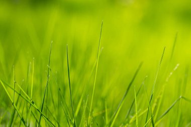Makro çimenler hafif odaklı. Yeşil ormanın bulanık arka planı. Mesaj veya reklam için soyut ve güzel bir arkaplan. Çayırda sabah güneşi