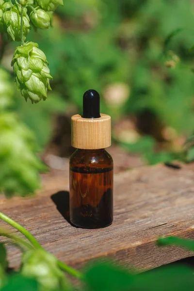 Amber bottle with oil and green ripe hop cones on a wooden table on the background of the garden. Branch with leaves. Beauty concept for face, body hair care