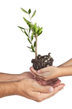 iki çift el zeytin tesisi holding