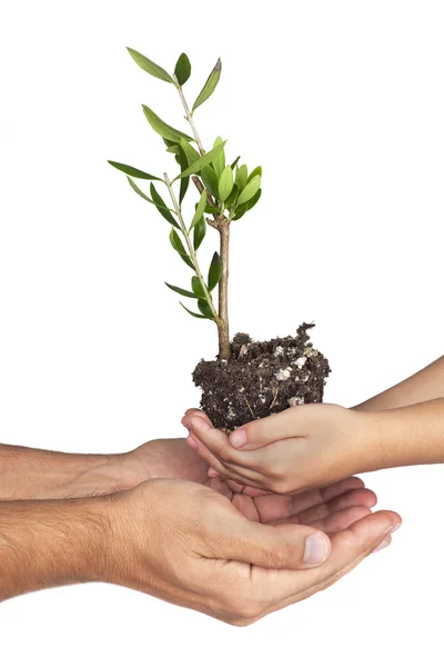 Two pair of hands holding olive plant — Stock fotografie