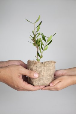 Zeytin tesisi tutan eller 2 Çift