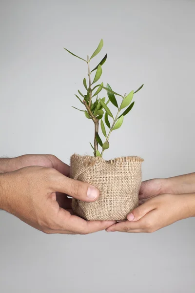 2 sepasang tangan memegang tanaman zaitun — Stok Foto