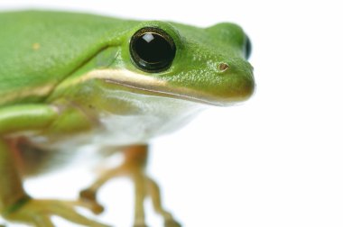 Yeşil ağaç kurbağası