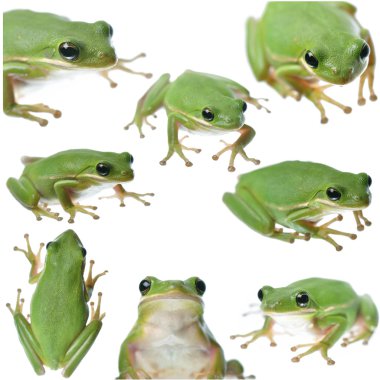 Green Frog Collage clipart