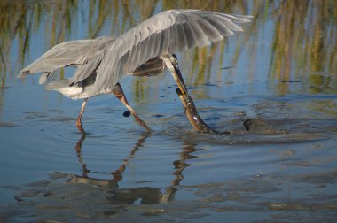 Heron alıcı Amerikan yılan balığı