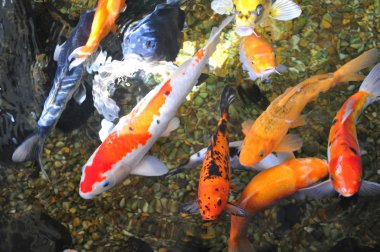 Koi balığı.