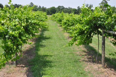 üzüm üzüm şarap