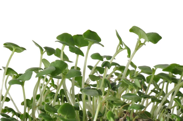 Chia Sprouts — Stock Photo, Image