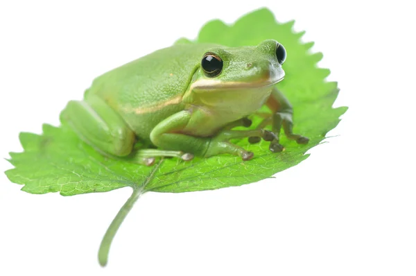 Rana verde del árbol — Foto de Stock