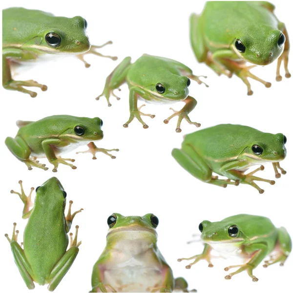 Groene kikker collage — Stockfoto