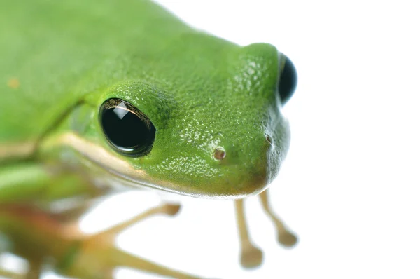 Green Tree Frog — Stock Photo, Image