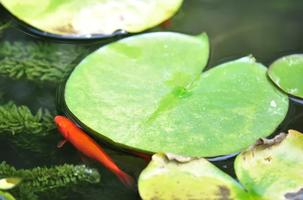 Prydnads guldfisk damm — Stockfoto