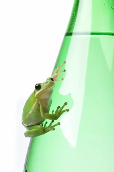 Sapo verde em garrafa verde — Fotografia de Stock