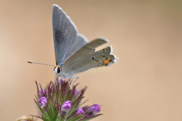 Motyl — Zdjęcie stockowe