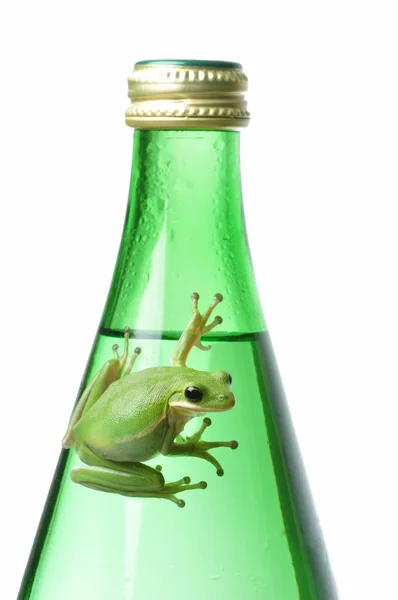 Green Frog on Green Bottle — Stock Photo, Image