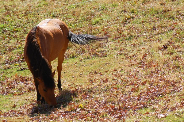 Betande häst — Stockfoto