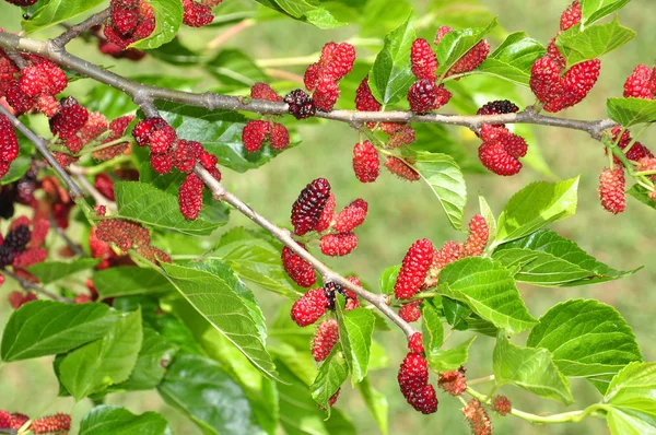 Mulberry Bush — Stock Photo, Image
