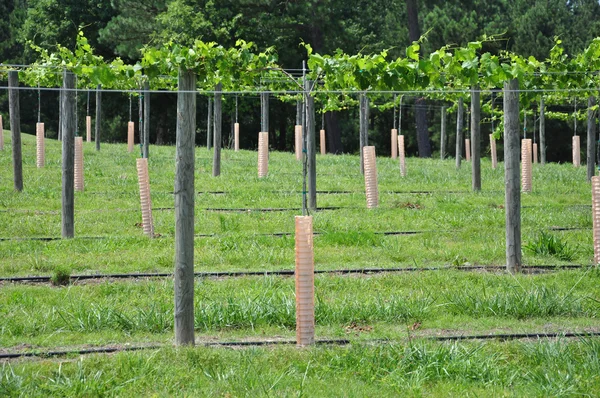 Wijngaard druiven — Stockfoto