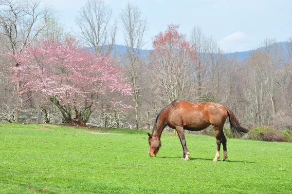 Paard in het voorjaar van — Stockfoto