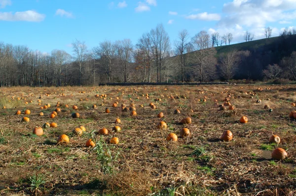 Pumpkin Harvest — Stock Photo, Image