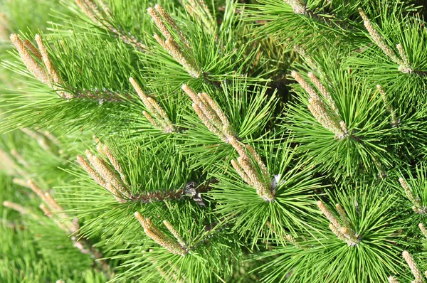 Spring Pines — Stock Photo, Image