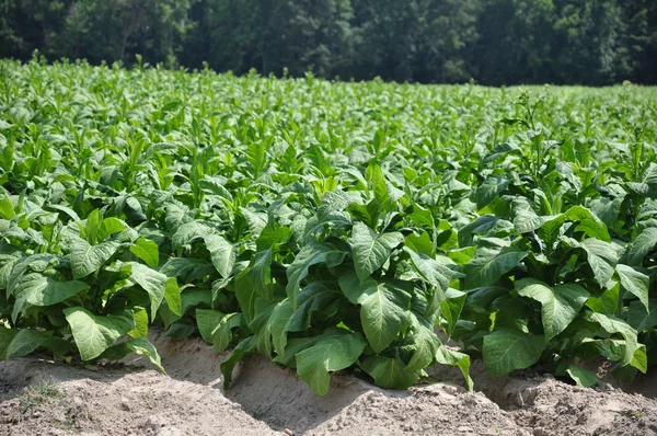 Tobacco — Stock Photo, Image