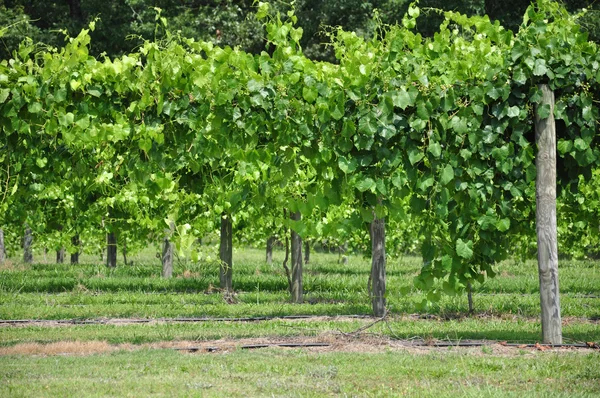 Vinhedo de uva de vinho — Fotografia de Stock