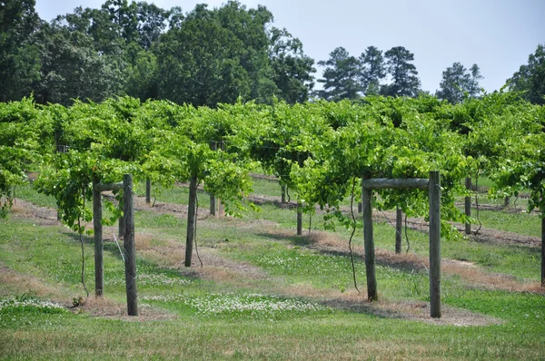 Grape Vineyard Winery — Stock Photo, Image