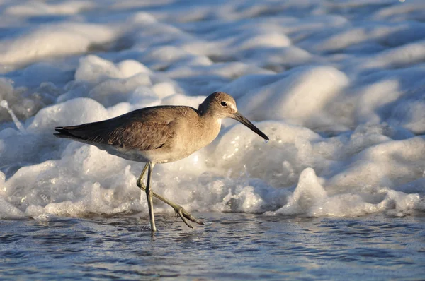 Willet deniz kuşu