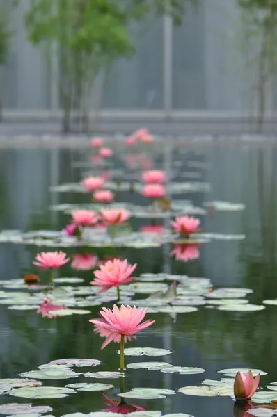 Jardim de lírio de água Fotos De Bancos De Imagens Sem Royalties