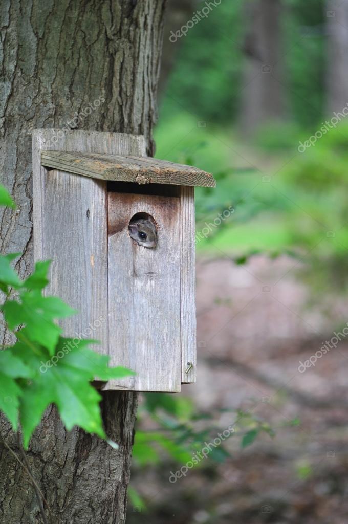 Flying Squirrel in Birdhouse — Stock Photo © ejkrouse 12573732