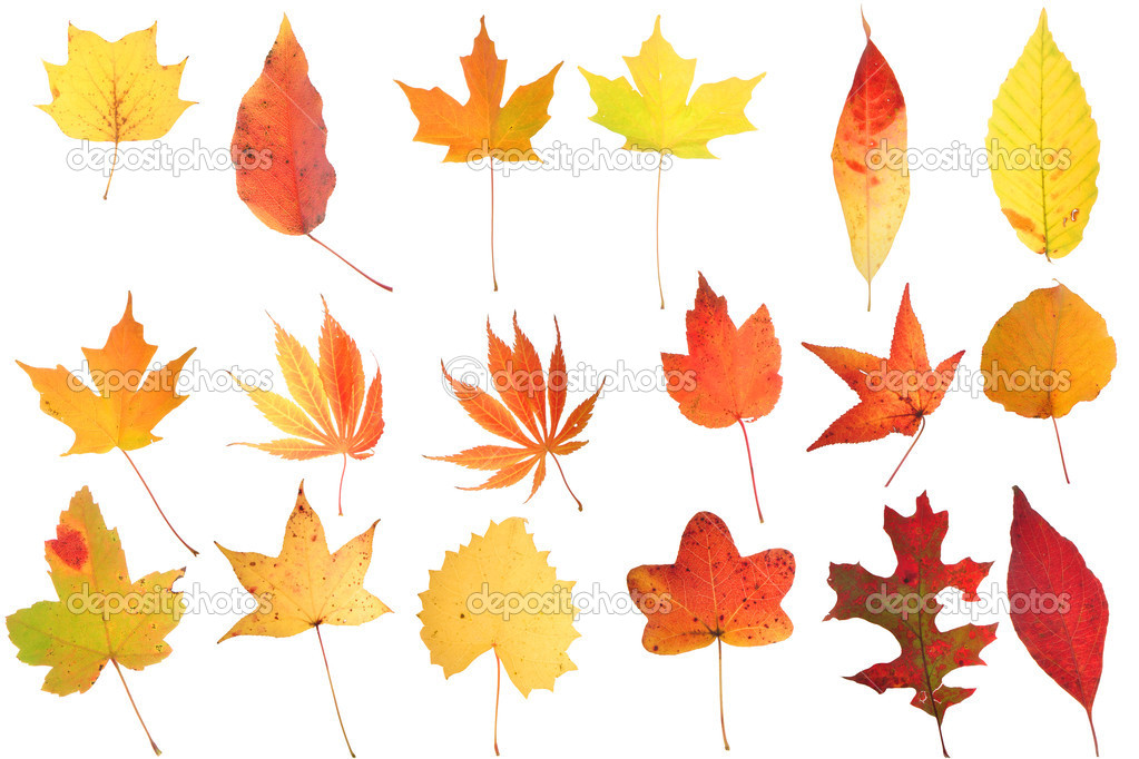 Autumn Leaf Collage
