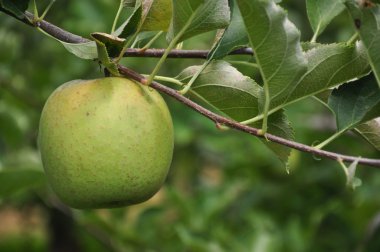 organik elma bahçesi