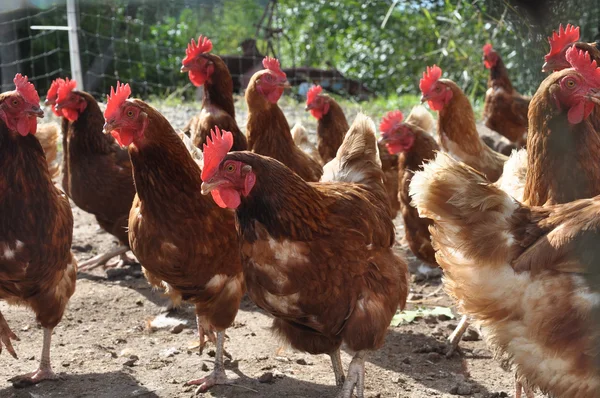 Free Range Chickens — Stock Photo, Image