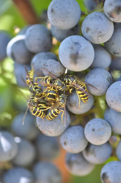 Wine Grapes — Stock Photo, Image